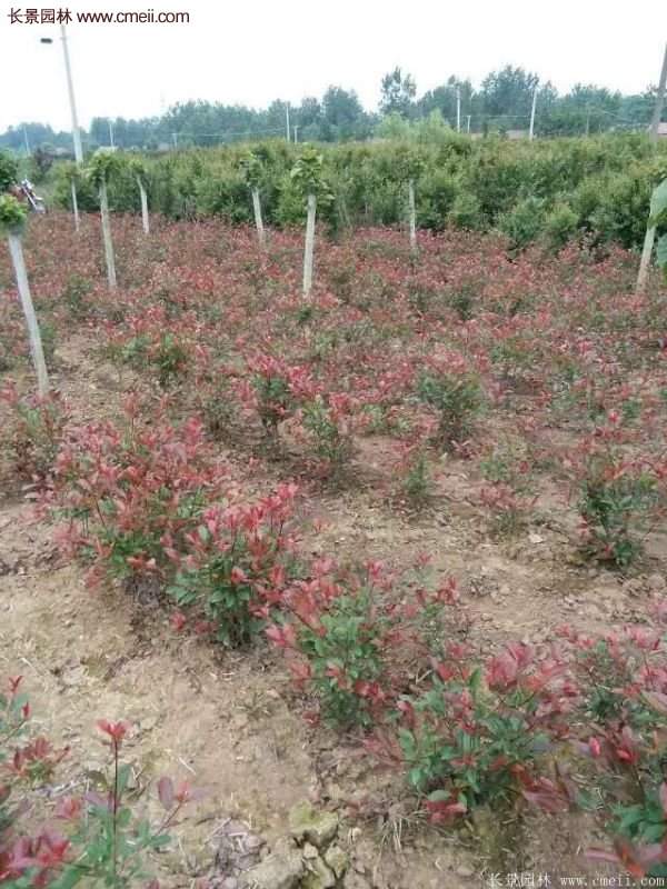 沭陽(yáng)紅葉石楠基地