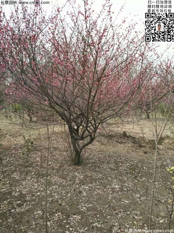 地徑5-7公分紅梅，數量7000棵左右