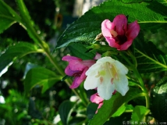 市場上紅王子錦帶小苗多少錢一棵？