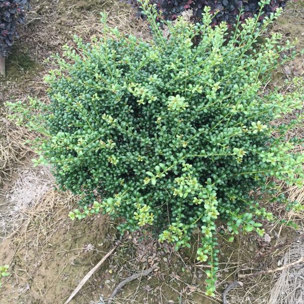 龜甲黃楊球-長景園林