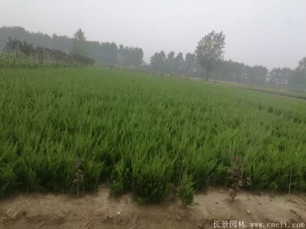 龍柏-長(zhǎng)景園林