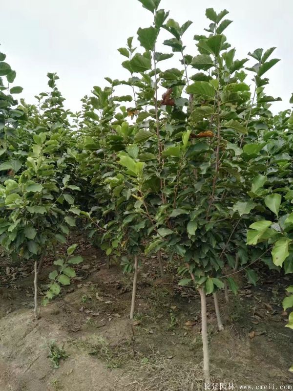 白玉蘭-長(zhǎng)景園林