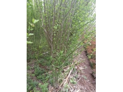 木槿價(jià)錢哪里最便宜，就來(lái)華東大型產(chǎn)地