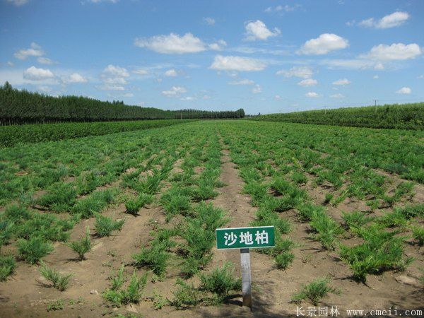 沙地柏圖片沙地柏基地實拍