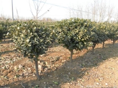 「單桿大葉黃楊」新的獨(dú)桿大葉黃楊樹_價格_圖片