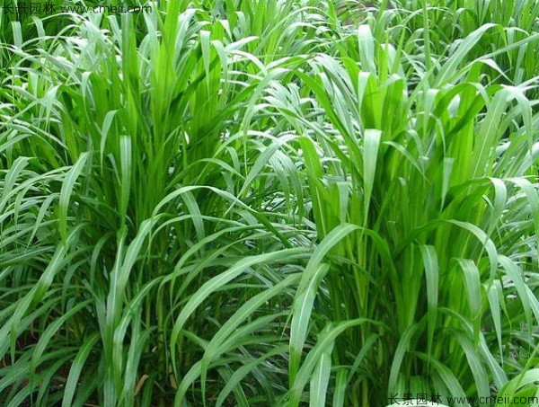 高產牧草皇竹草圖片 高產牧草皇竹草圖片
