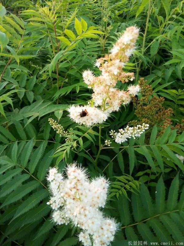 珍珠梅圖片基地實拍 珍珠梅圖片基地實拍