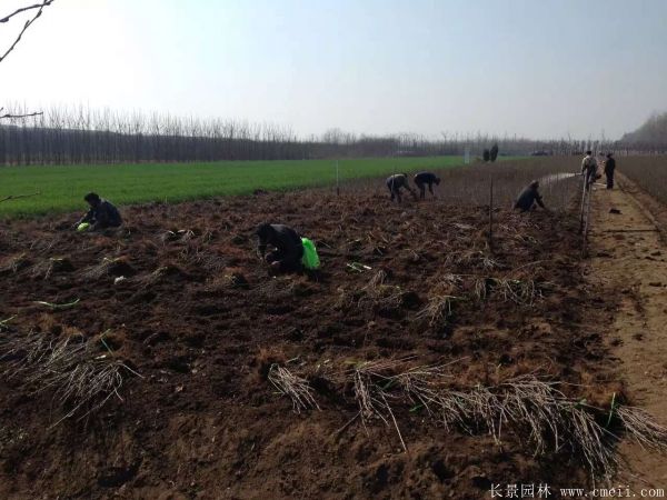 丁香圖片基地實(shí)拍 丁香圖片基地實(shí)拍