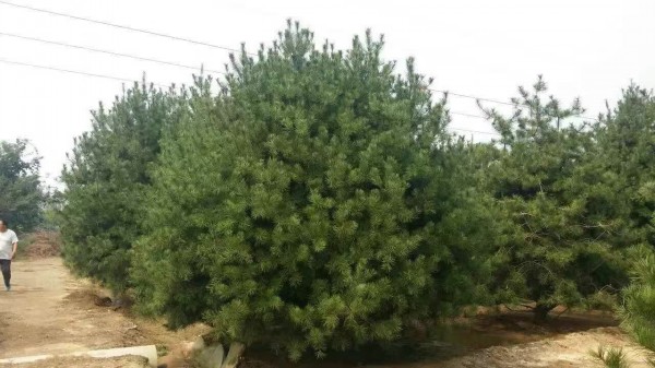 白皮松樹苗圖片 白皮松樹苗圖片