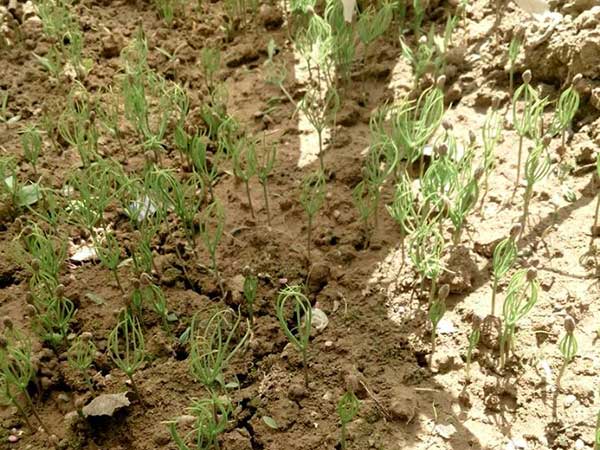 黑松種子發芽出苗圖片