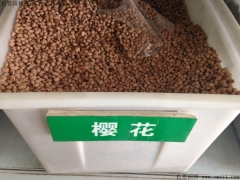 「櫻花種子」最新櫻花樹種子_價(jià)格_圖片_種植技