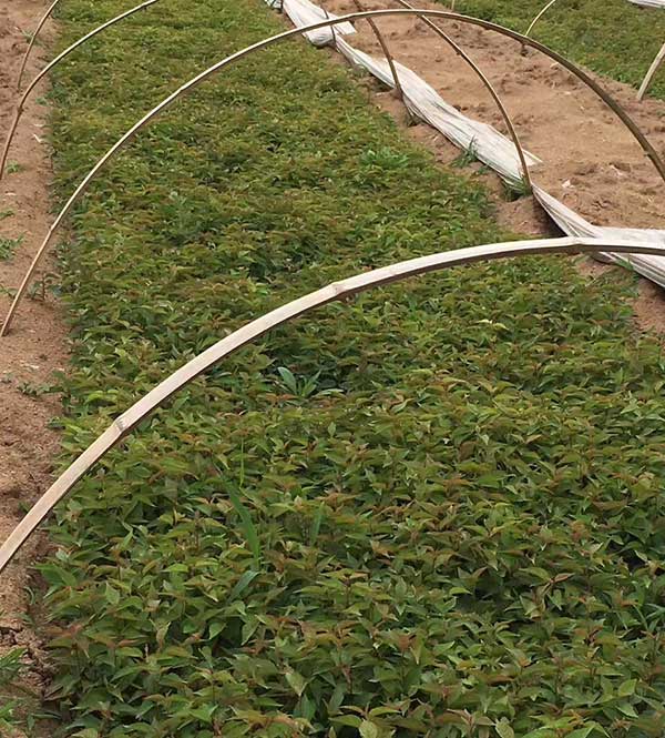 櫻桃種子發芽出苗圖片