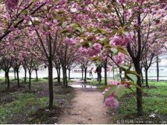 櫻花樹苗8_10公分超低價，海量現(xiàn)貨，苗圃直銷