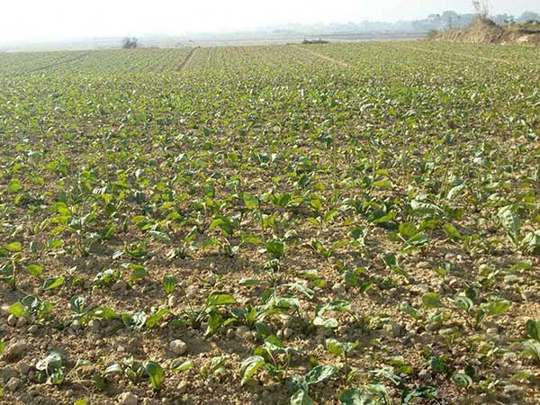 豬耳草種子發(fā)芽出苗圖片