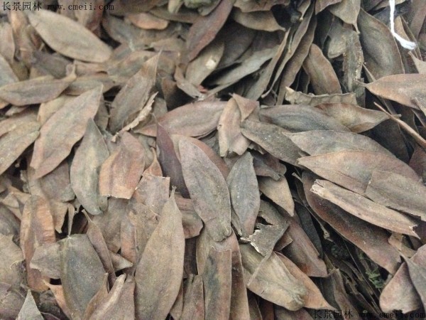 杜仲種子圖片 杜仲種子圖片