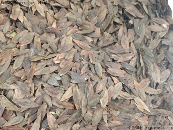 杜仲種子圖片 杜仲種子圖片