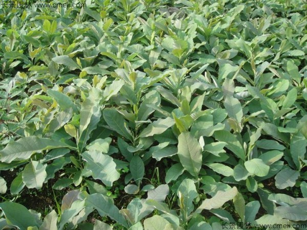 杜仲種子發芽出苗圖片 杜仲種子發芽出苗圖片