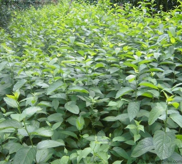 杜仲種子發芽出苗圖片 杜仲種子發芽出苗圖片