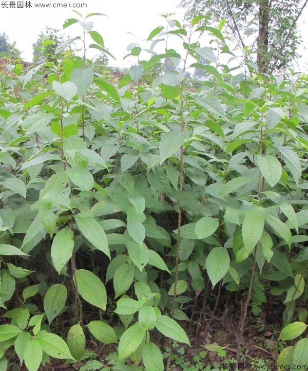 杜仲種子發芽出苗圖片 杜仲種子發芽出苗圖片