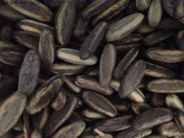 鳳凰木種子圖片 鳳凰木種子圖片