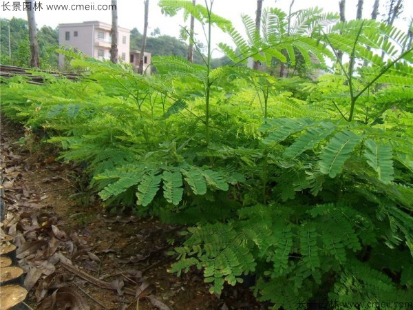 鳳凰木種子發芽出苗圖片 鳳凰木種子發芽出苗圖片