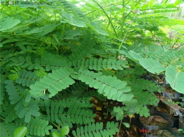 鳳凰木種子發芽出苗圖片 鳳凰木種子發芽出苗圖片