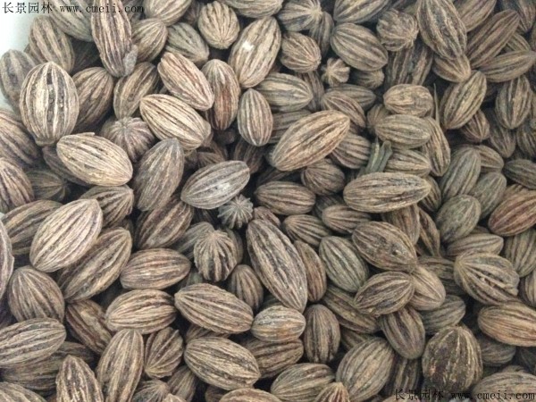 珙桐種子圖片 珙桐種子圖片