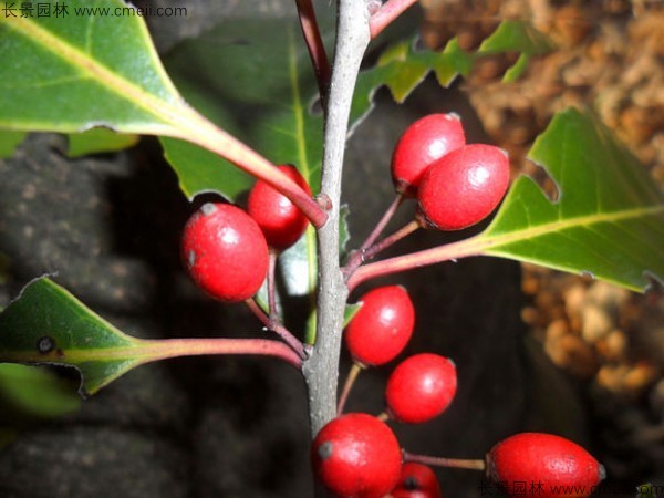 紅果冬青種子圖片 紅果冬青種子圖片