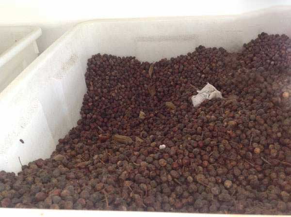 紅果冬青種子圖片 紅果冬青種子圖片