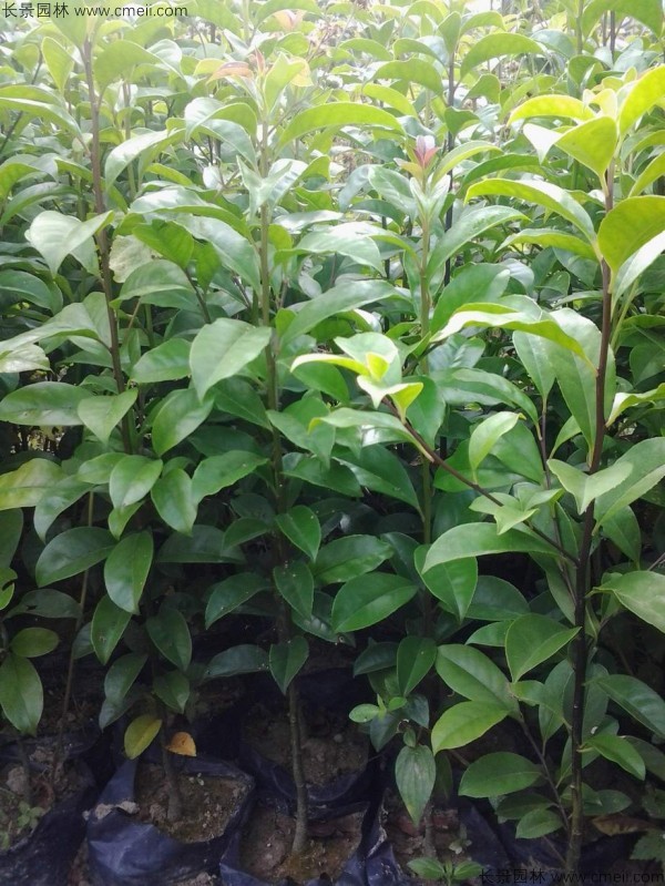 紅果冬青種子發芽出苗圖片 紅果冬青種子發芽出苗圖片