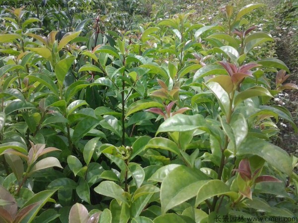 紅果冬青種子發芽出苗圖片 紅果冬青種子發芽出苗圖片