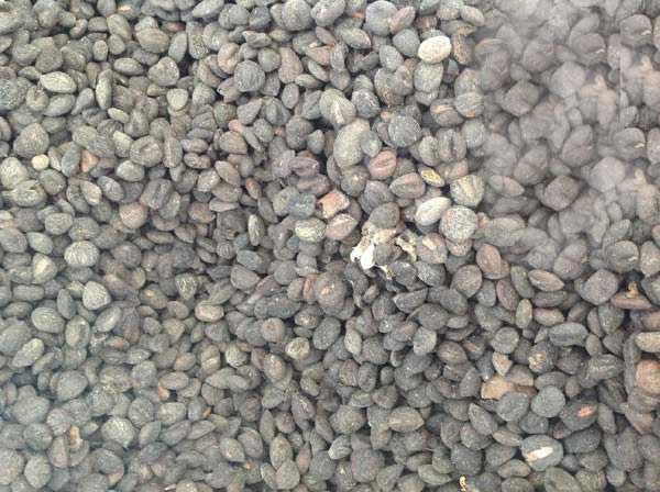 厚樸種子圖片 厚樸種子圖片