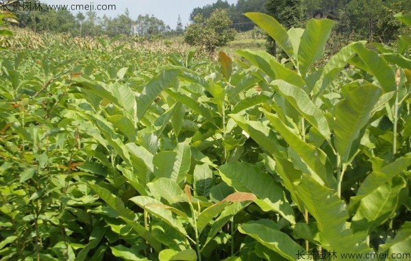 厚樸種子發芽出苗圖片 厚樸種子發芽出苗圖片
