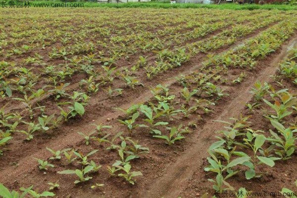 厚樸種子發芽出苗圖片 厚樸種子發芽出苗圖片
