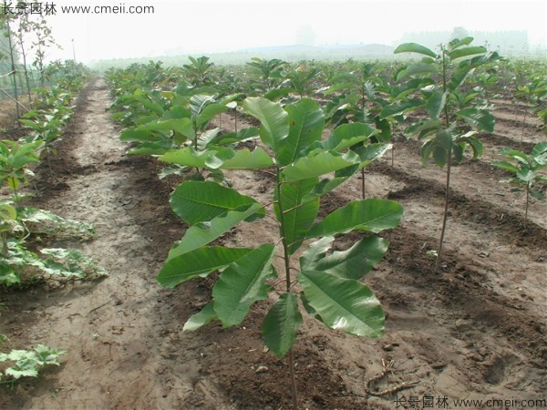 厚樸種子發芽出苗圖片 厚樸種子發芽出苗圖片