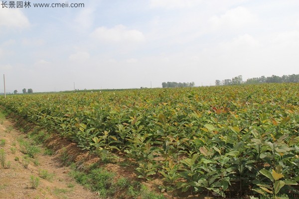 厚樸種子發芽出苗圖片 厚樸種子發芽出苗圖片