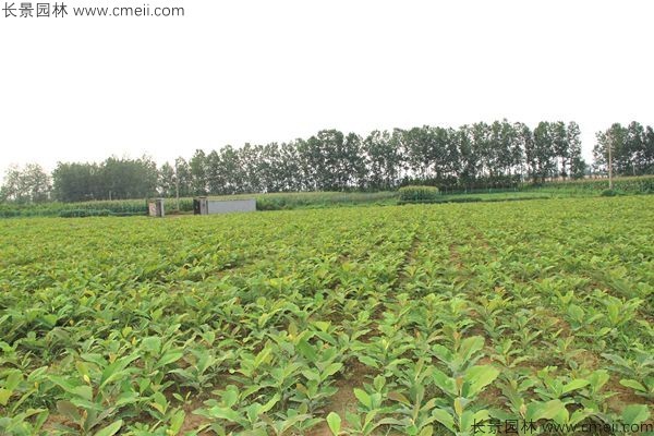 厚樸種子發芽出苗圖片 厚樸種子發芽出苗圖片