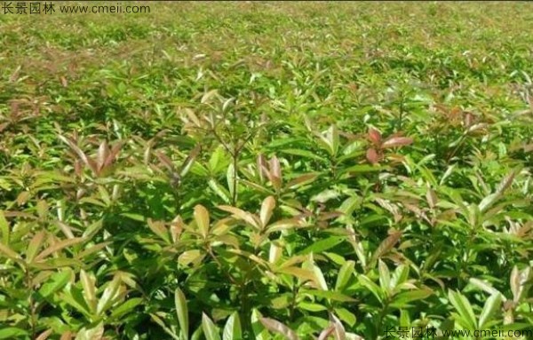 木荷種子發芽出苗圖片 木荷種子發芽出苗圖片