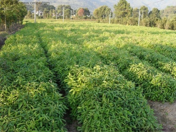木荷種子發芽出苗圖片 木荷種子發芽出苗圖片
