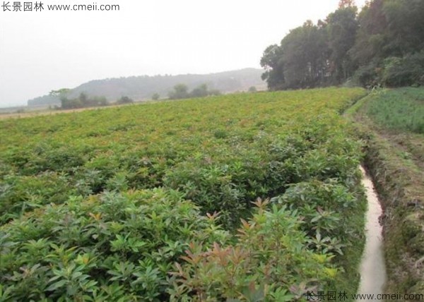 木荷種子發芽出苗圖片 木荷種子發芽出苗圖片