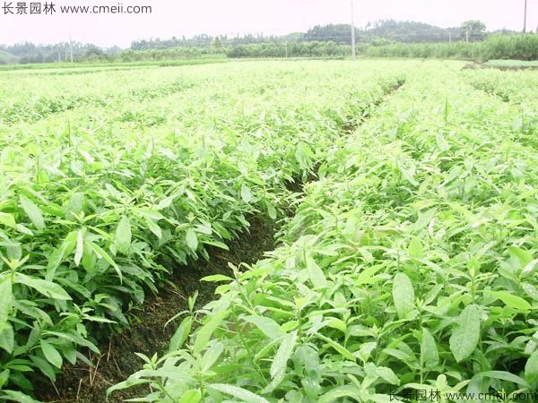 木荷種子發芽出苗圖片 木荷種子發芽出苗圖片