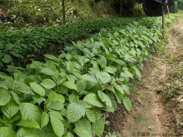秋楓種子發芽出苗圖片