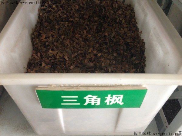 三角楓種子圖片 三角楓種子圖片