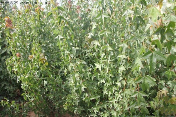 三角楓種子發(fā)芽出苗圖片 三角楓種子發(fā)芽出苗圖片