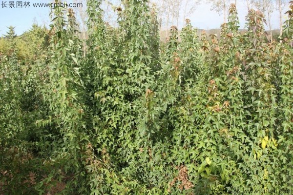 三角楓種子發(fā)芽出苗圖片 三角楓種子發(fā)芽出苗圖片