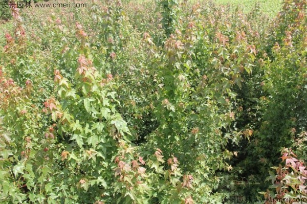 三角楓種子發(fā)芽出苗圖片 三角楓種子發(fā)芽出苗圖片