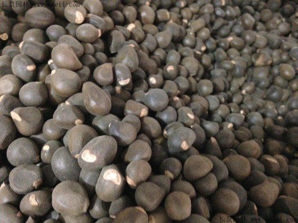 文冠果種子圖片 文冠果種子圖片