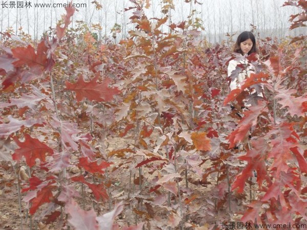 橡樹種子發(fā)芽出苗圖片 橡樹種子發(fā)芽出苗圖片
