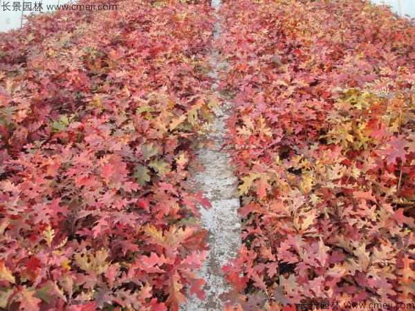 橡樹種子發(fā)芽出苗圖片 橡樹種子發(fā)芽出苗圖片