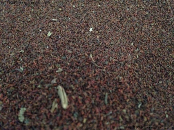 桉樹種子圖片 桉樹種子圖片